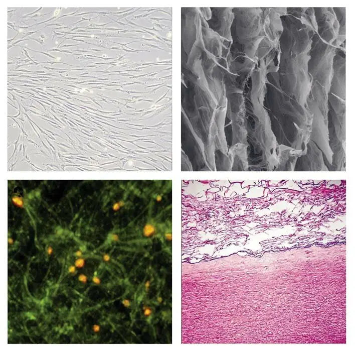 Unveiling the World of 3D Cultured MSCs: A Revolution in Cellular Science
