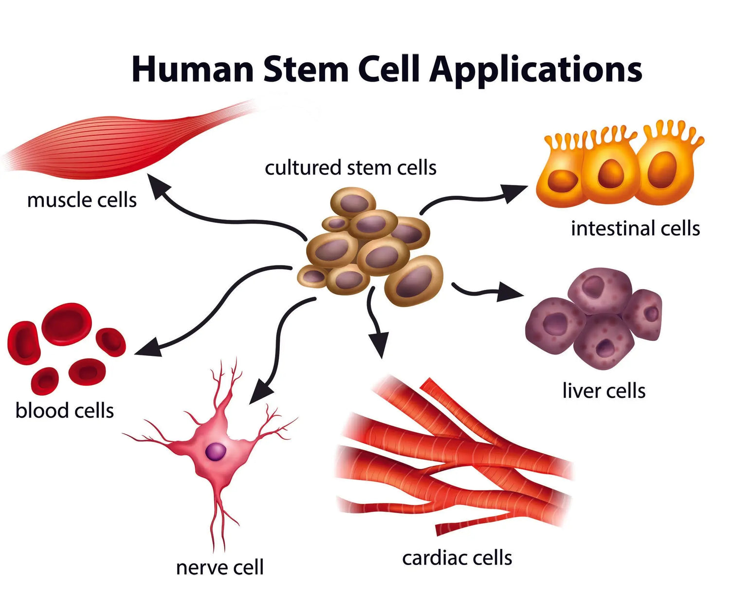 Nature's Own Toolkit: Harnessing Adult Stem Cells for Lifelong Renewal