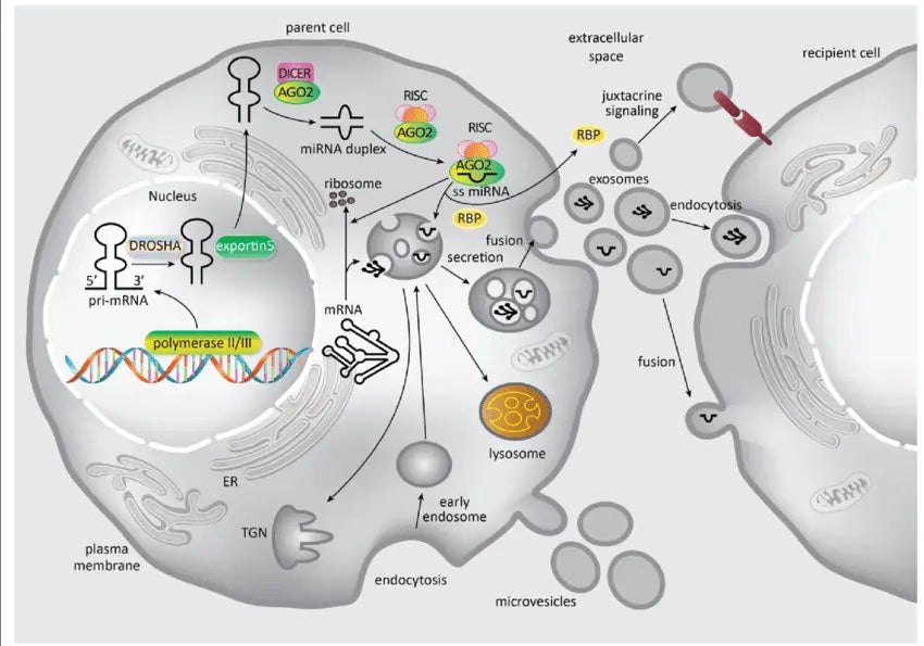 Exosomes in Nature: The Secret Cargo of Plants and Animals