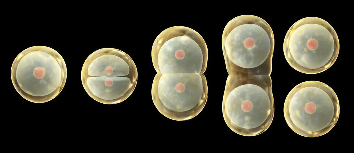 The Miracle of Cell Replication: Life’s Blueprint in Action