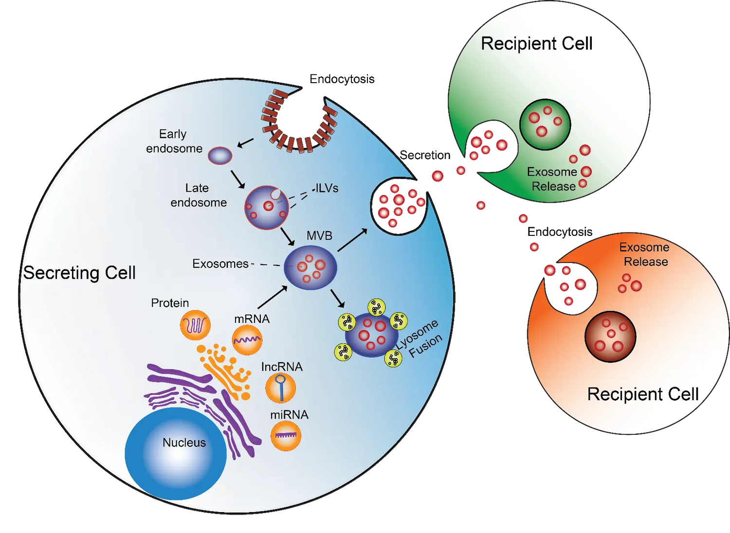 Unlocking the Secrets of Exosomes: Tiny Messengers with Big Potential