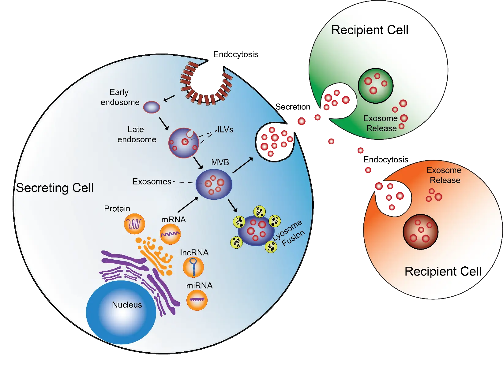 Unlocking the Secrets of Exosomes: Tiny Messengers with Big Potential