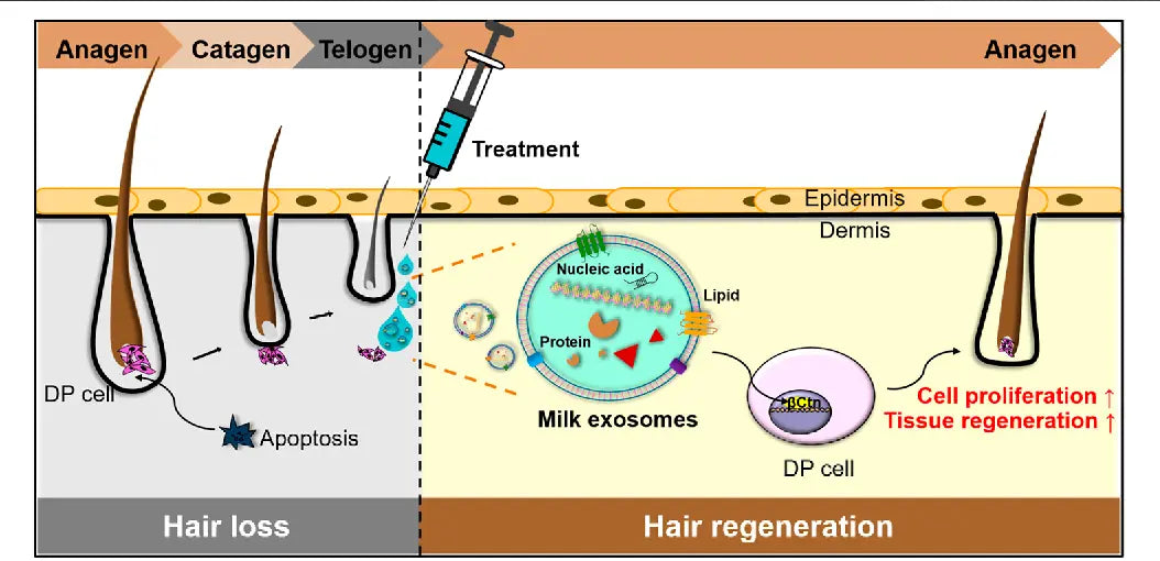 Are Exosomes Safe for Human Skin and Hair?