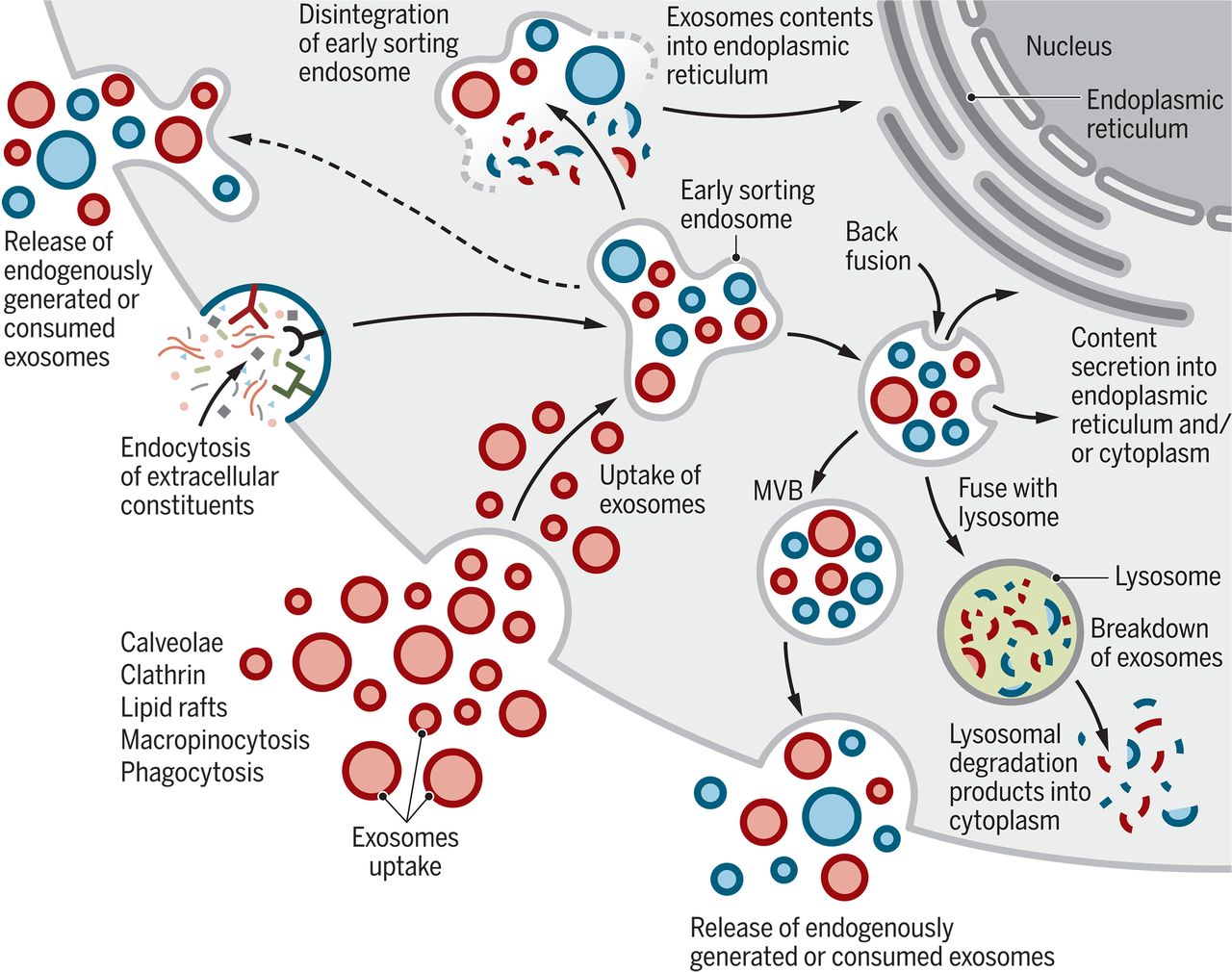 Unlocking the Secrets of Plant-Derived Exosomes: Could They Revolutionize Sustainable Medicine?