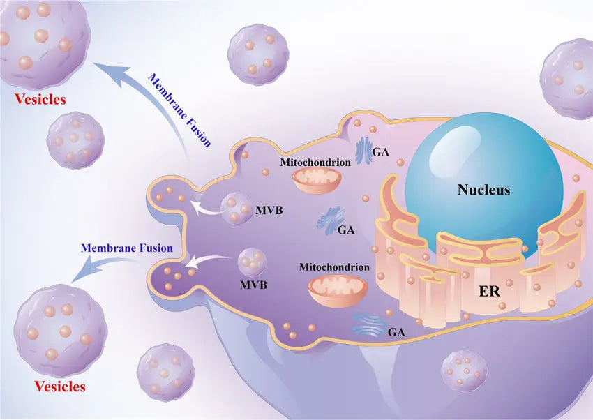 Unveiling the Tiny Messengers: What Are Extracellular Vesicles?
