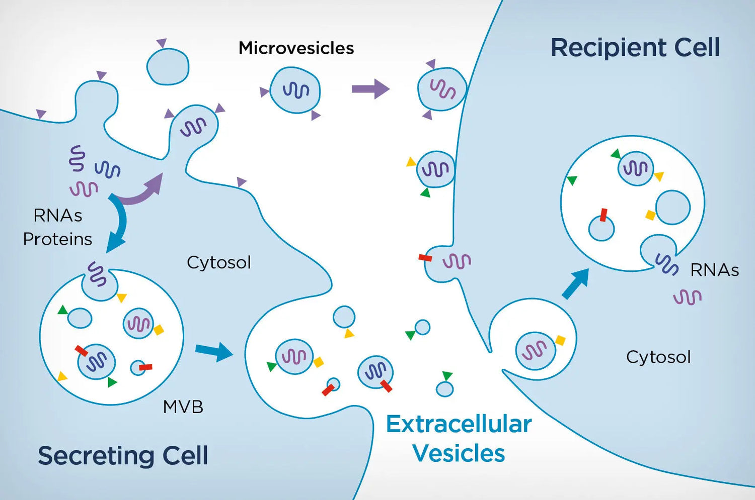 Unveiling the Tiny World of Extracellular Vesicles