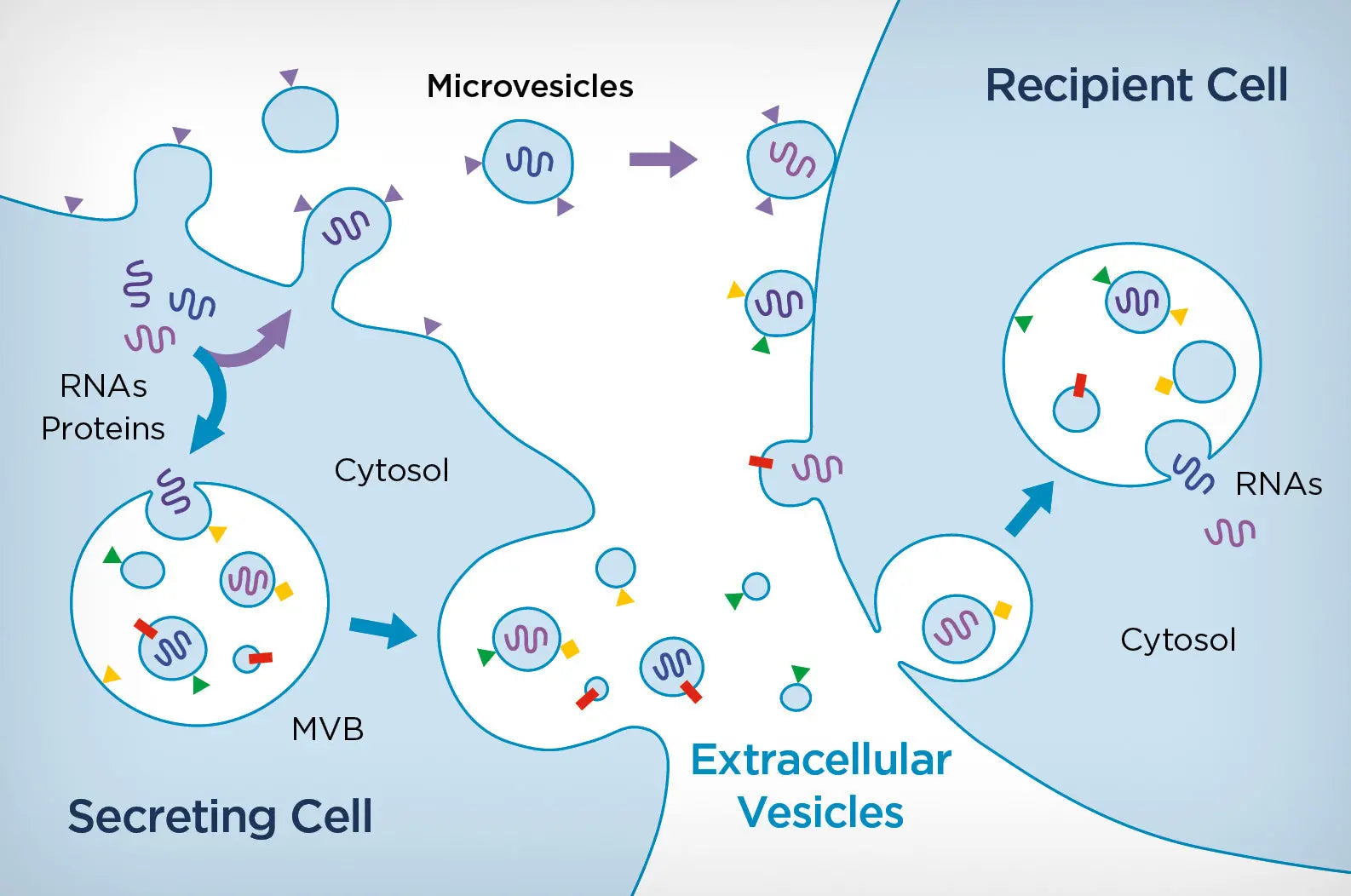 Unveiling the Tiny World of Extracellular Vesicles