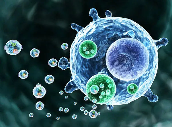 Unzipping Cellular Secrets: Electroporation Meets Extracellular Vesicles