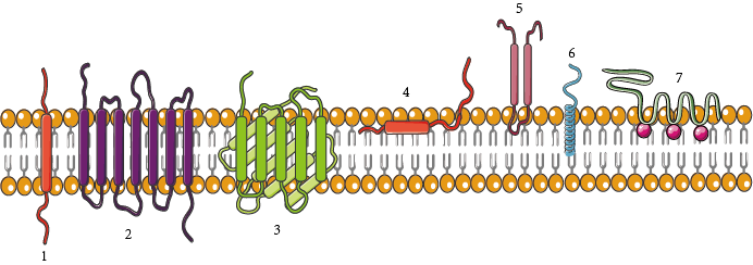 Unveiling the Guardians of the Cell: What is an Integral Membrane Protein?