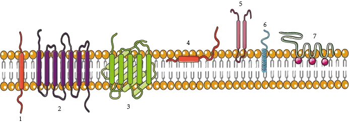 Unveiling the Guardians of the Cell: What is an Integral Membrane Protein?
