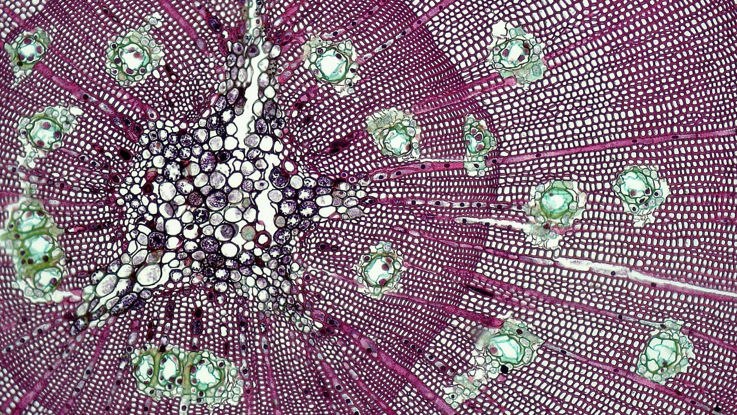 Discovering the World of UTC MSC Products