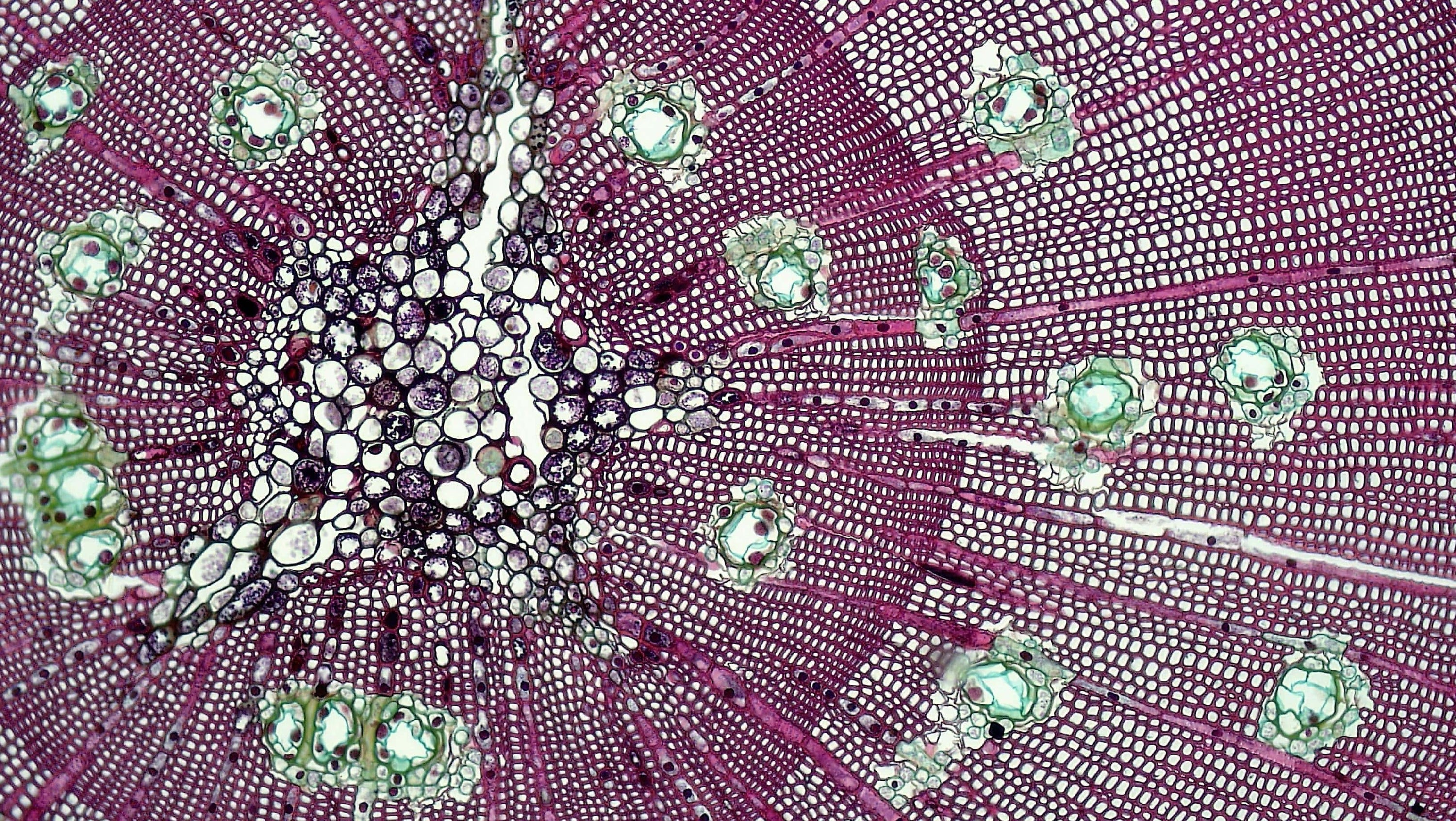 Discovering the World of UTC MSC Products