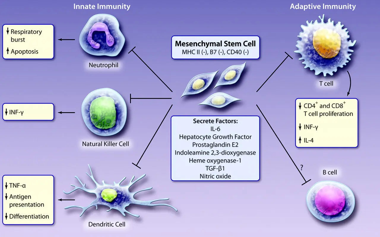 Unlocking the Power of Mesenchymal Stem Cells: Nature’s Master Builders