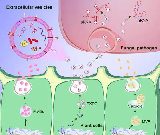 Unlocking Nature's Nanocarriers: Plant-Derived Extracellular Vesicles