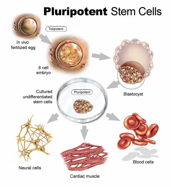 What Are Pluripotent Stem Cells?
