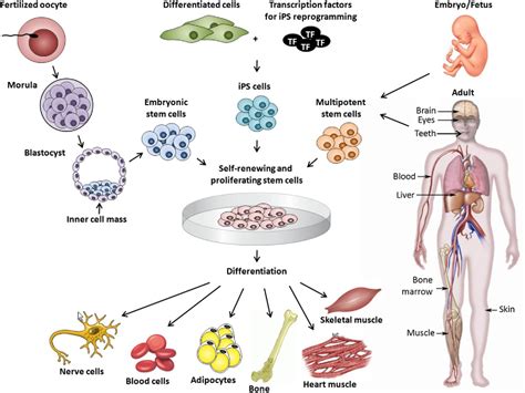 What are Progenitor Cells?