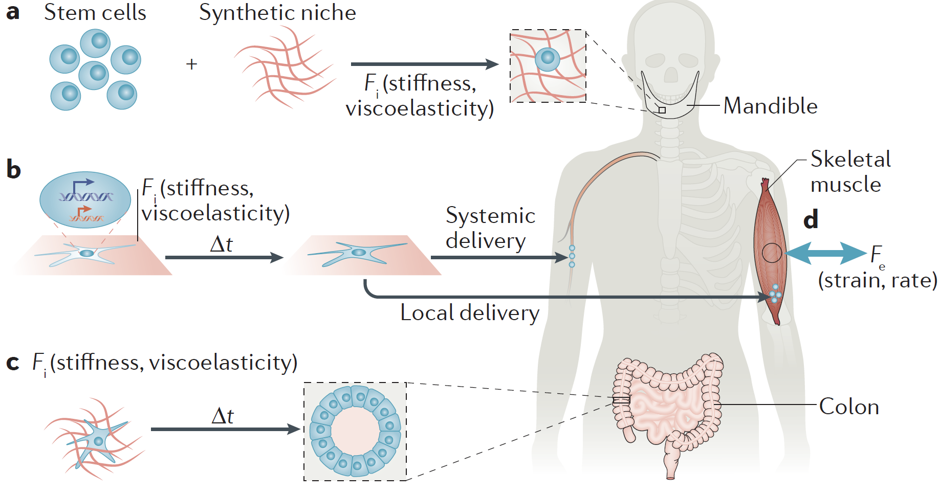 Regenerative Medicine Revolution: How Science Is Rebuilding the Human Body