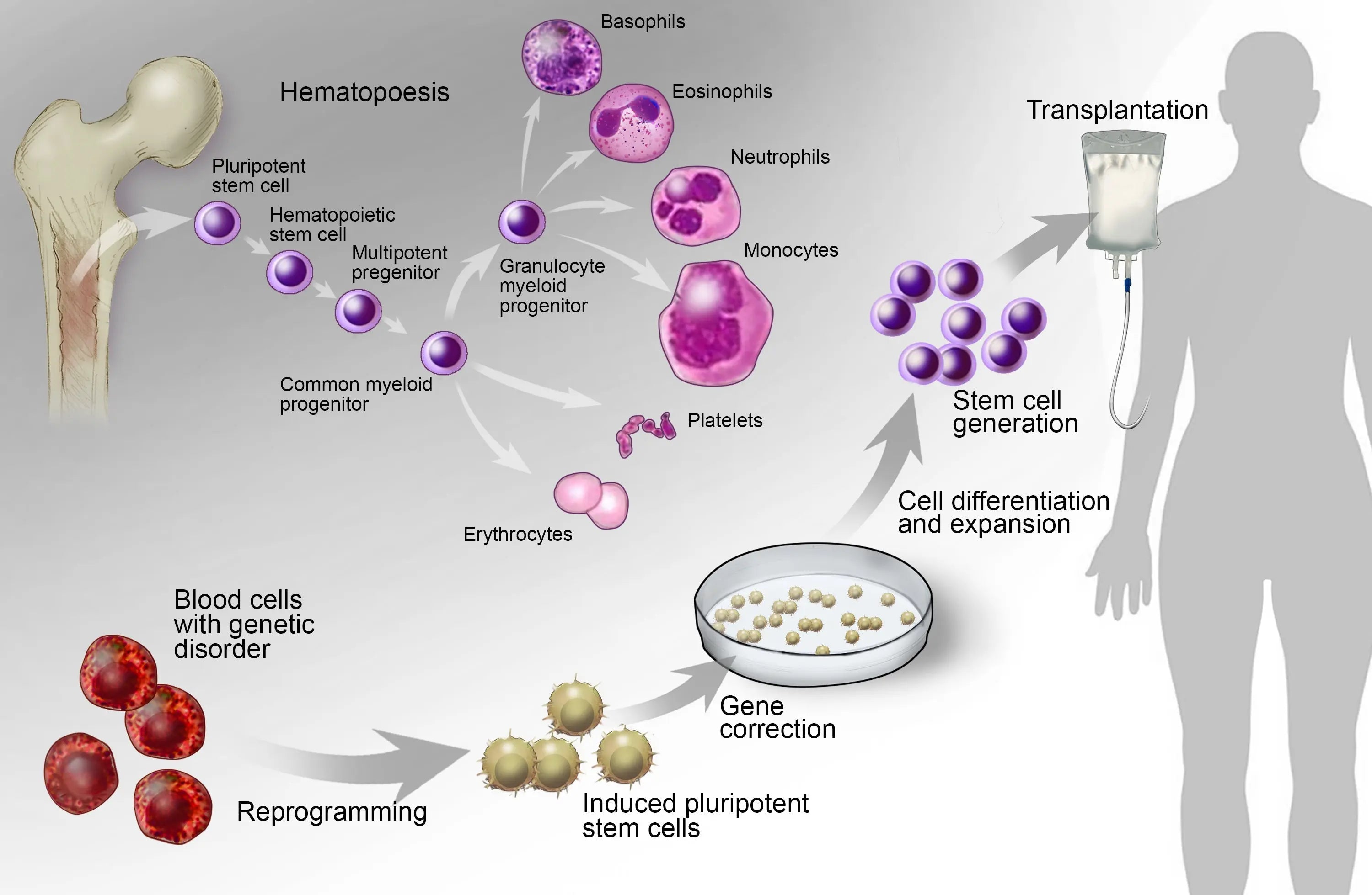 What is Regenerative Medicine?