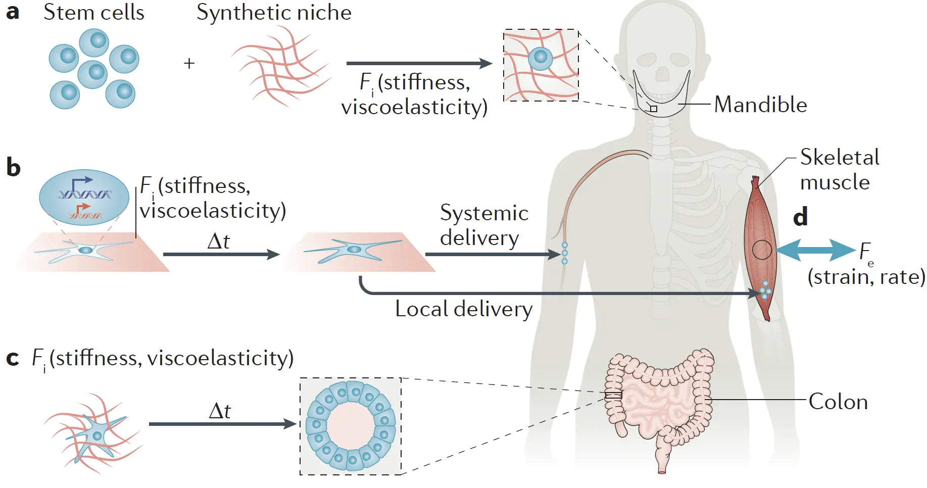 Regenerative Medicine Revolution: How Science Is Rebuilding the Human Body
