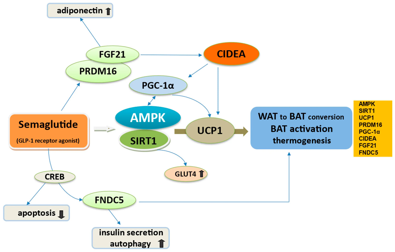 Beyond Diabetes: How Semaglutide Is Changing the Game for Heart Health and Longevity