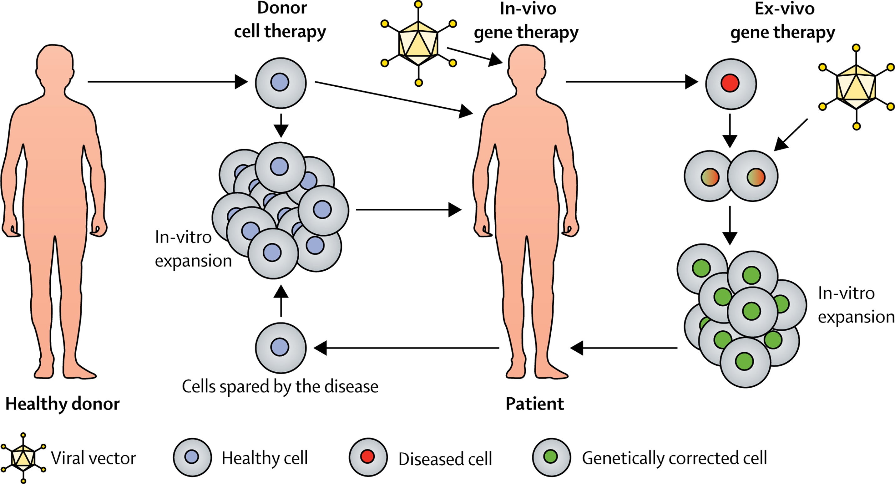 What is Stem Cell Regeneration?