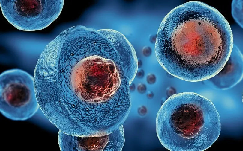 Unveiling the Power of Embryonic Stem Cells