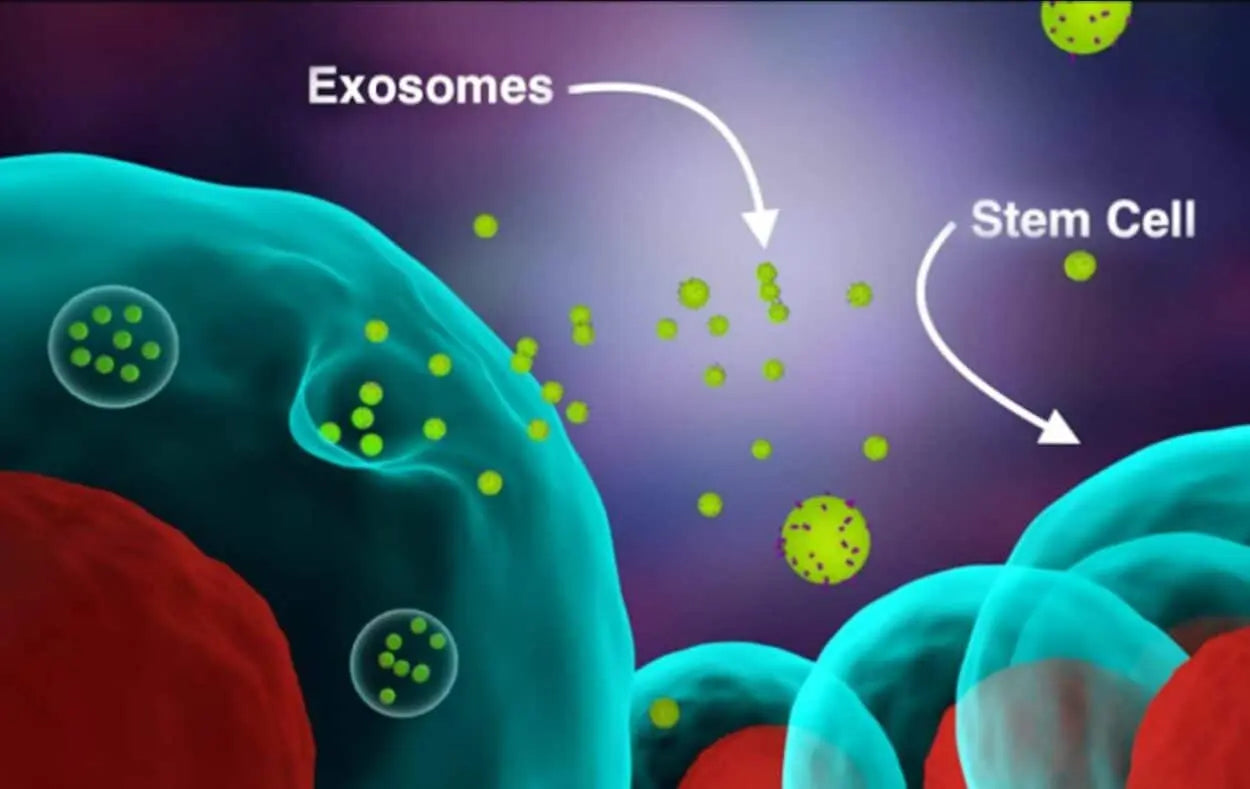 Unlocking Secrets: The Role of Exosomes in Biological Processes