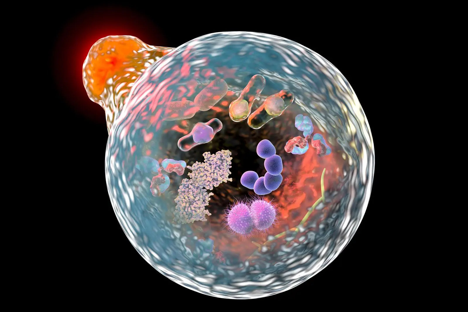 Unraveling the Mysteries of Fusosomes and Exosomes