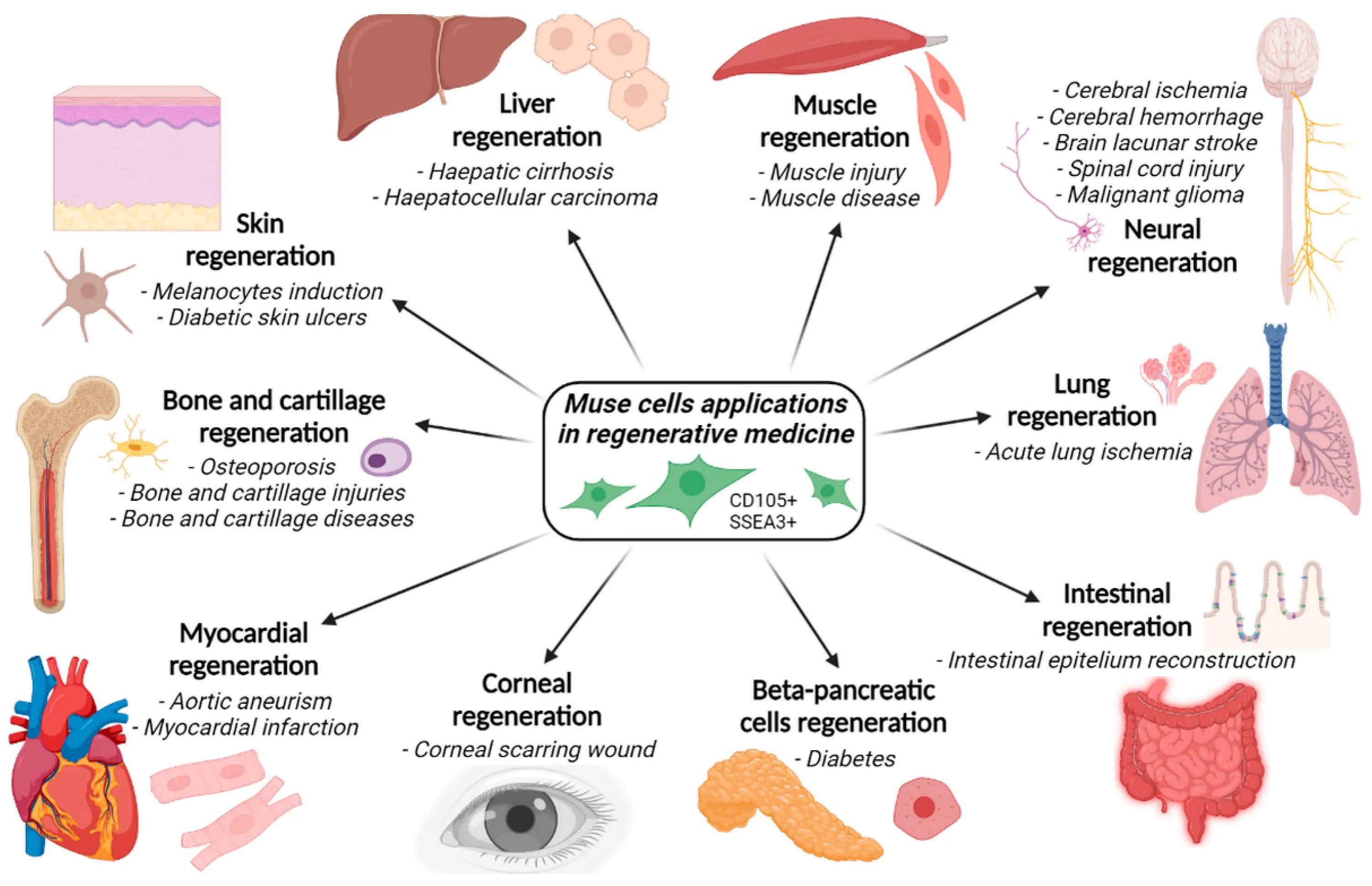 Unveiling Muse Cells: The Hidden Gems of Stem Cell Science