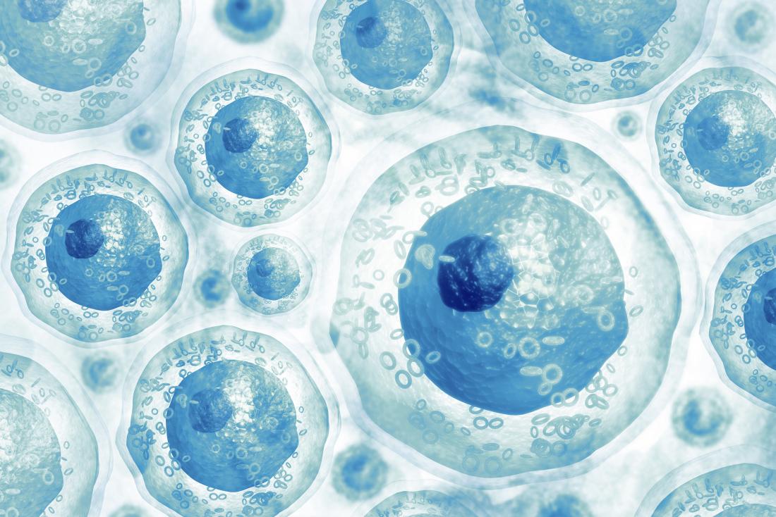 FDA Approvals and Their Impact on Stem Cell Market Growth in 2025